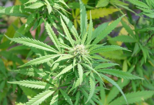 Cannabis Cuties