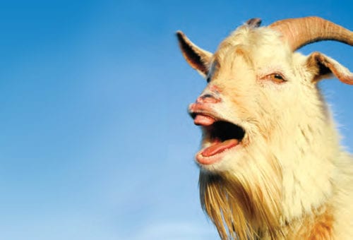 When Goat-Napping Goes Wrong