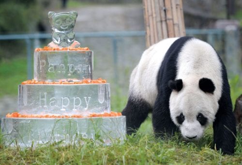 Pan Pan, the Banging Panda